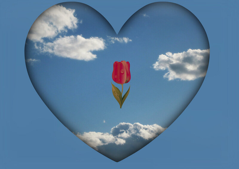 Red Tulip in Heart