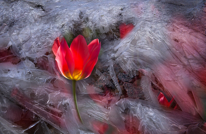 Red Tulip in Ice