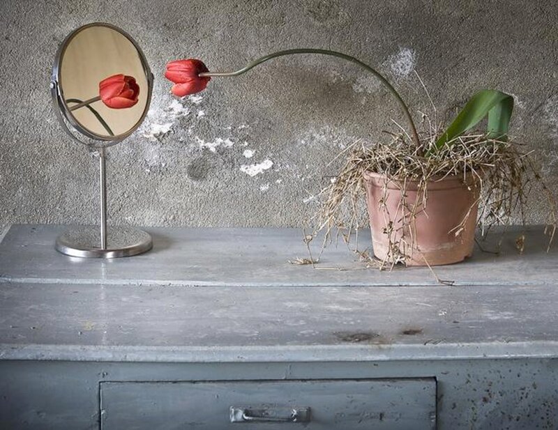 Red Tulip in Pot