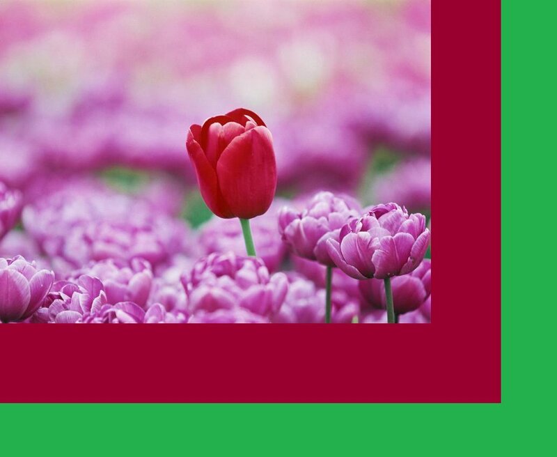 red tulip in purple field