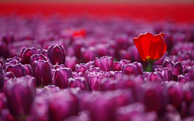 Red Tulip in Purple Field — Serene, Afternoon