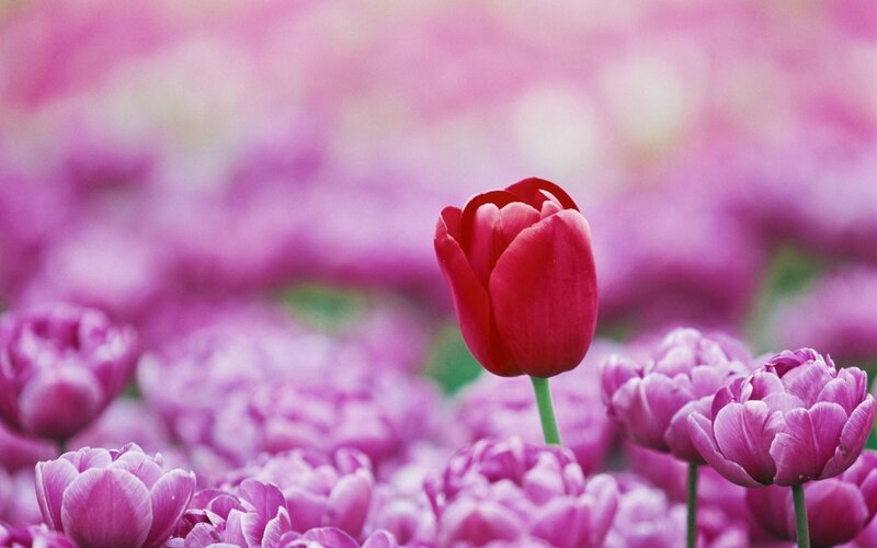 Red Tulip in Purple Field — Serene, Spring