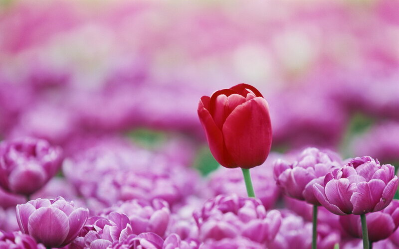 Red Tulip in Purple Field — Serene