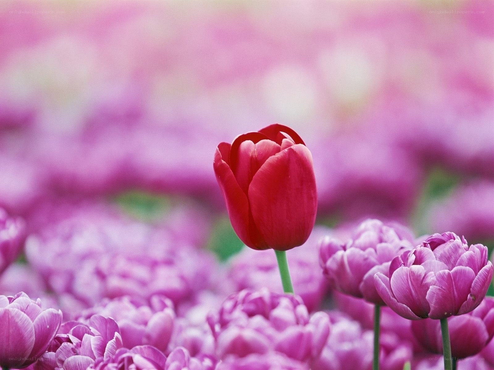 Red tulip in purple field