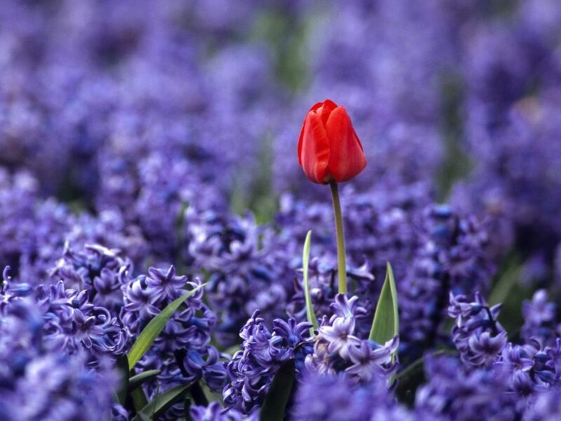 Red tulip in purple flowers