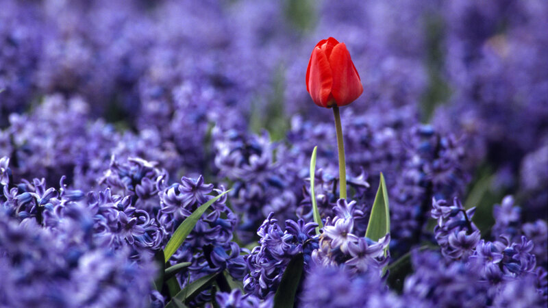 Red Tulip in Purple Flowers — Serene, Spring