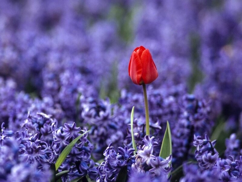Red Tulip in Purple Flowers — Serene