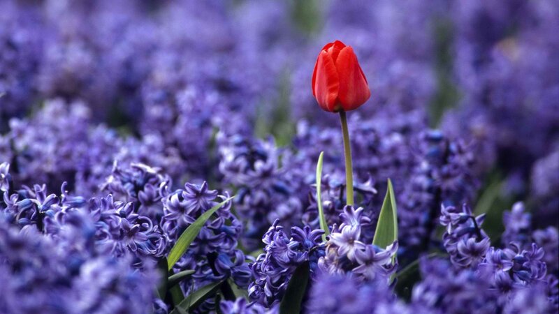 Red tulip in purple flowers