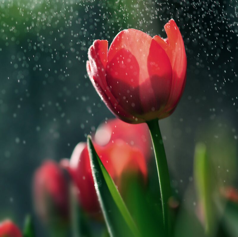 Red Tulip in Rain