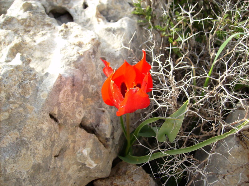 Red Tulip in Rock