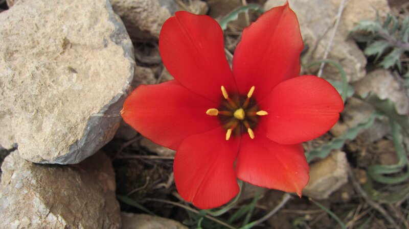 Red tulip in rocky ground