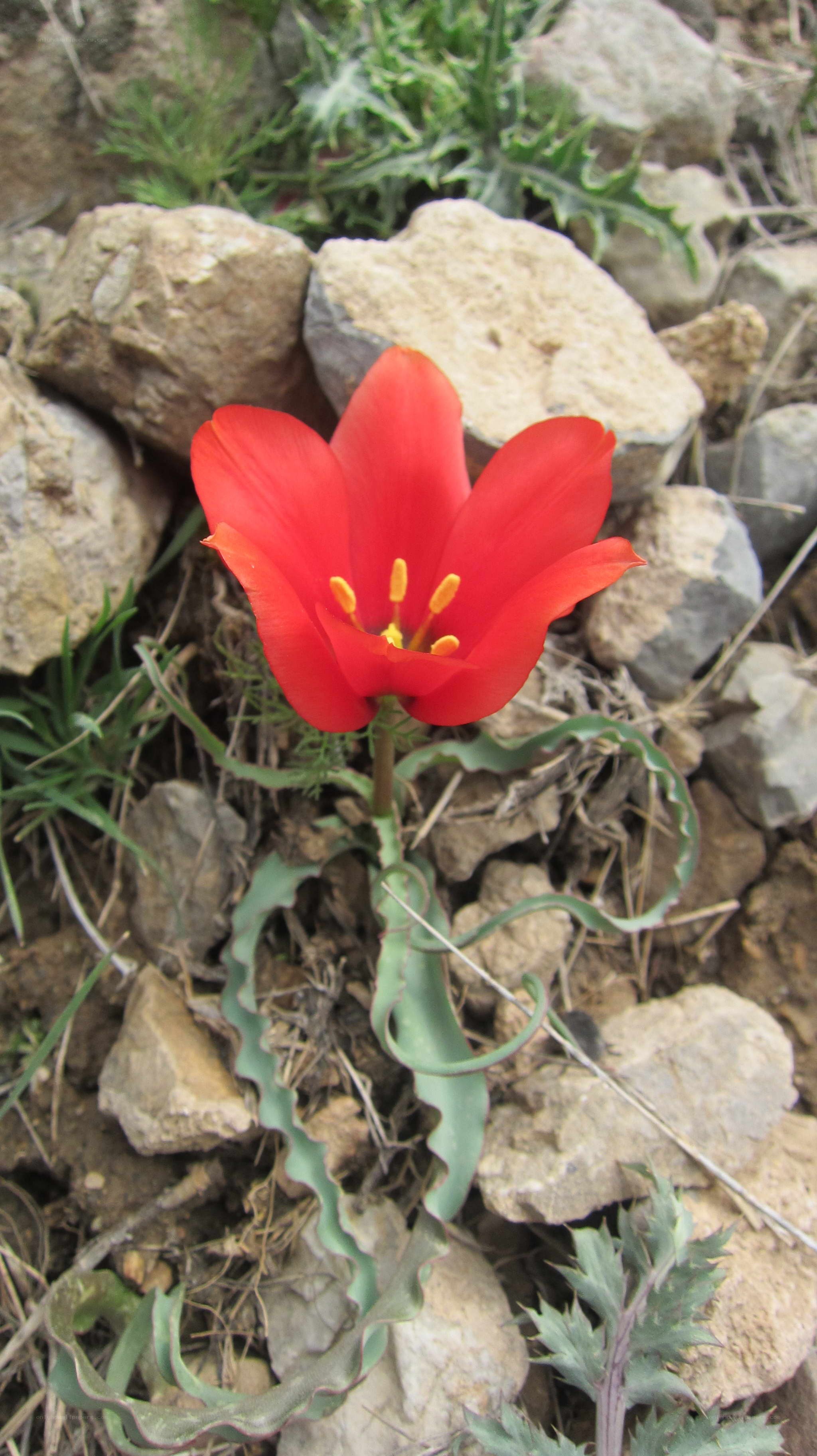 red tulip in rocky soil