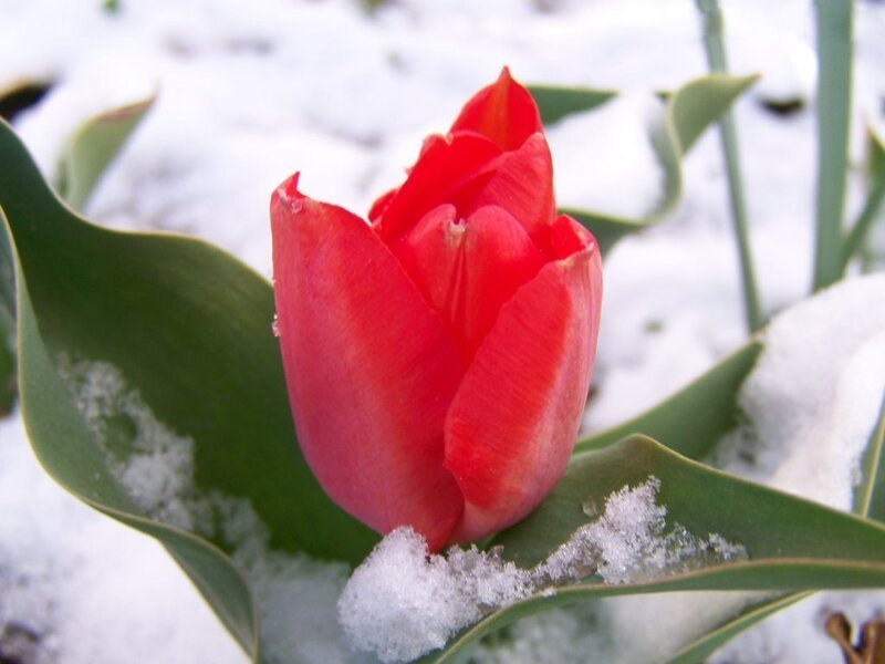 Red Tulip in Snow