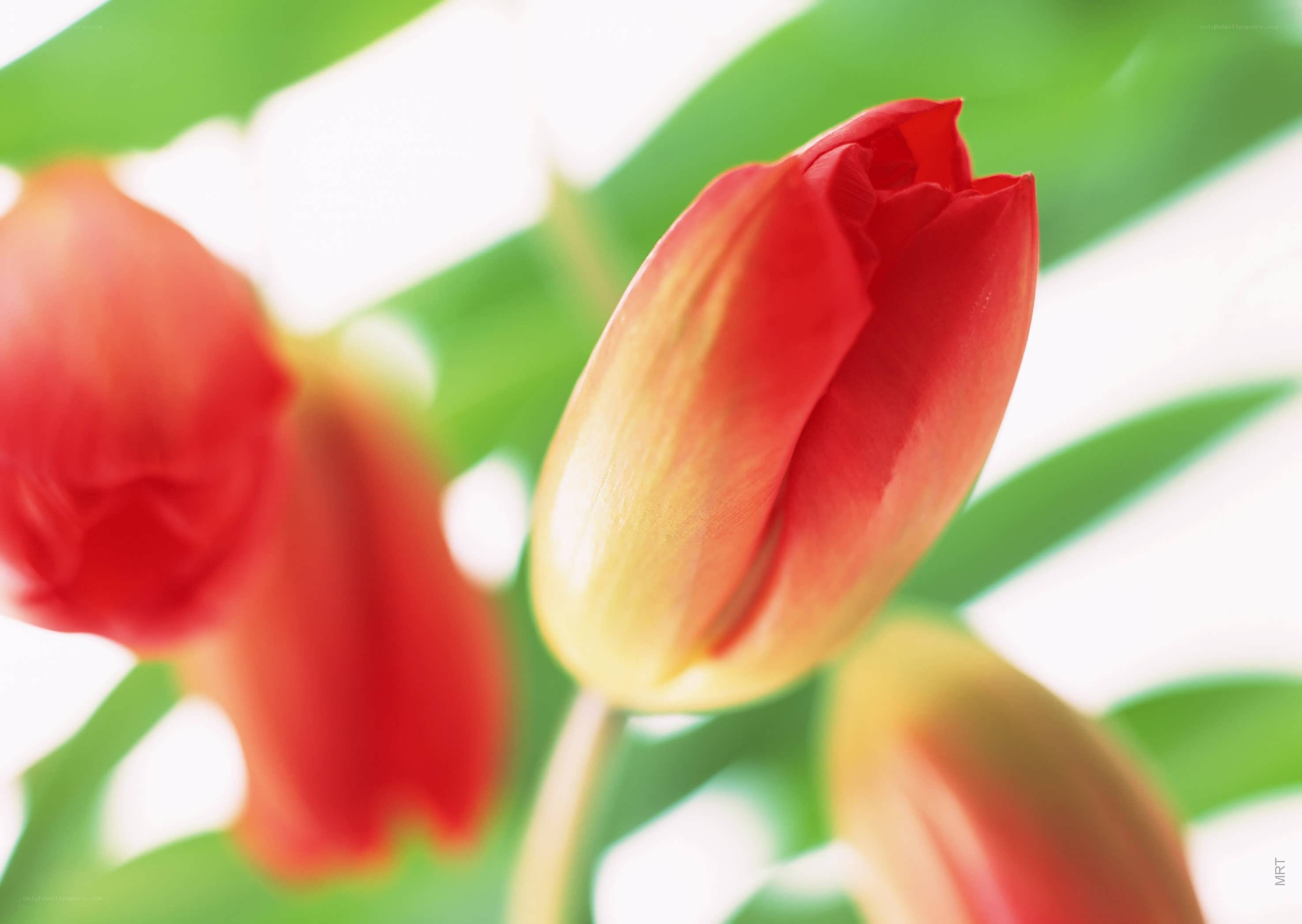 Red tulip in soft focus