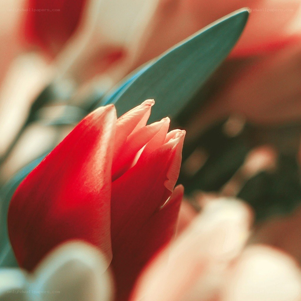 Red tulip in soft focus