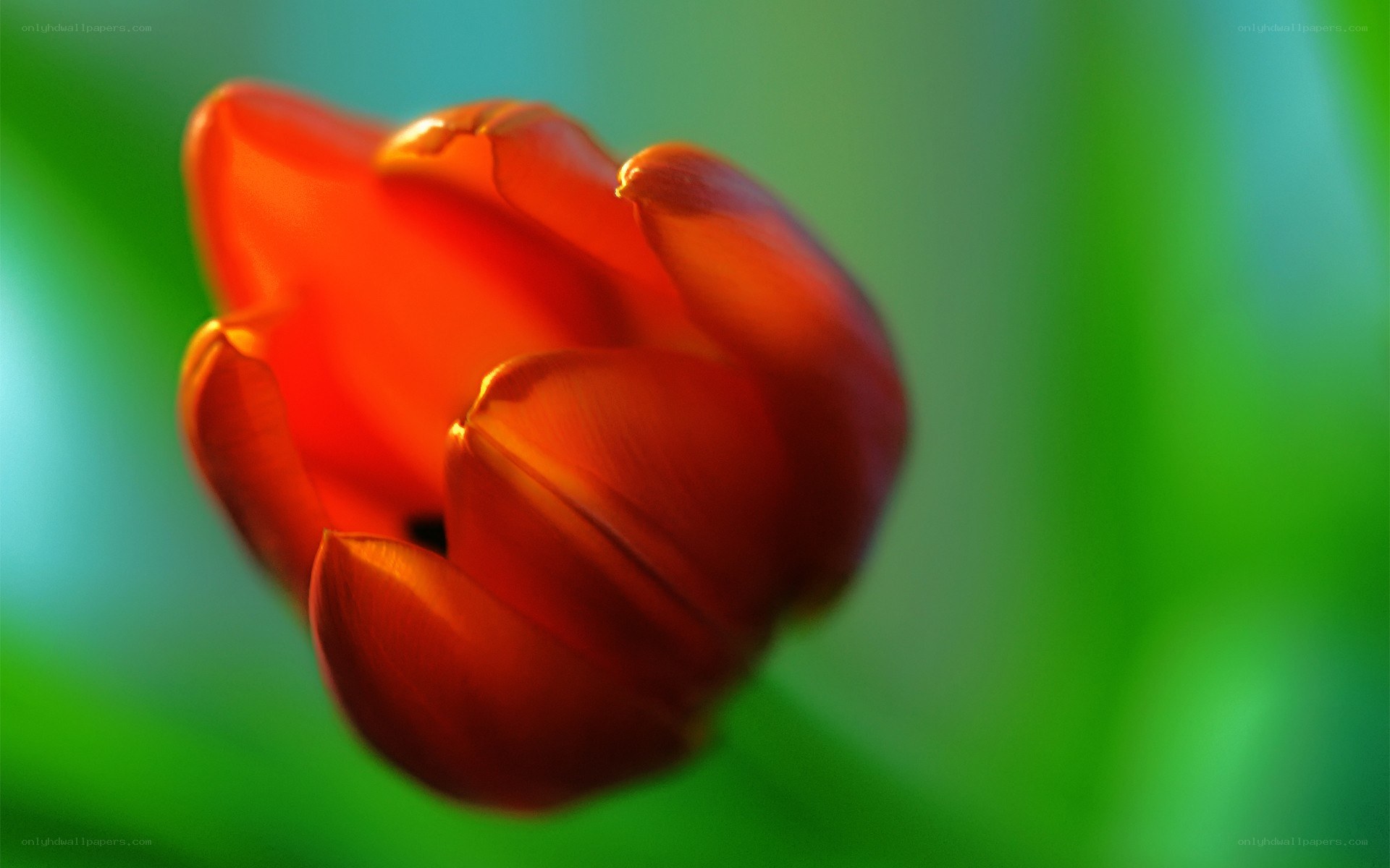 Red tulip in soft focus