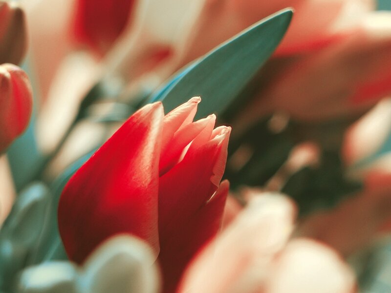 Red tulip in soft focus