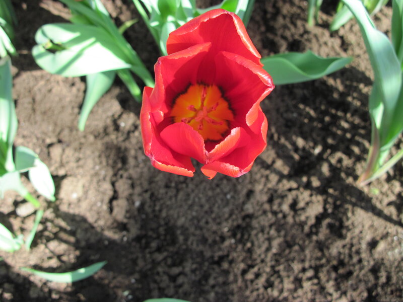 Red Tulip in Soil — Natural