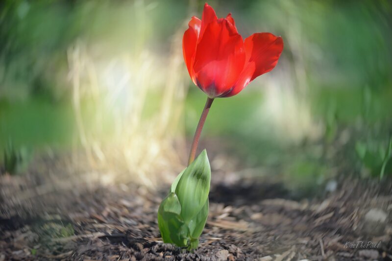 Red Tulip in Soil — Serene, Spring