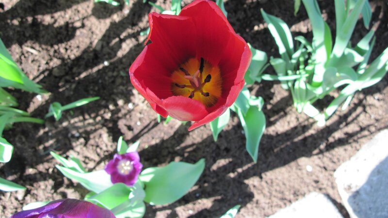 Red Tulip in Soil — Serene