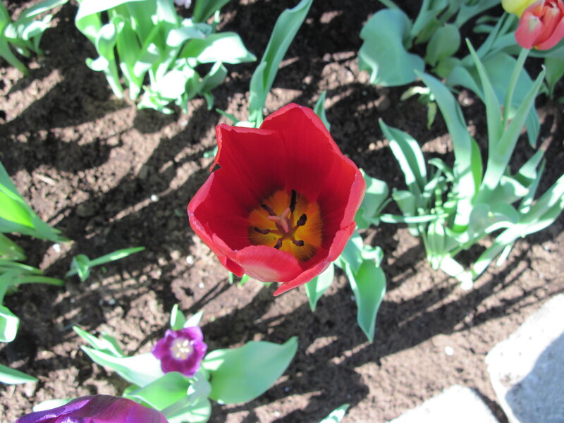 Red Tulip in Soil