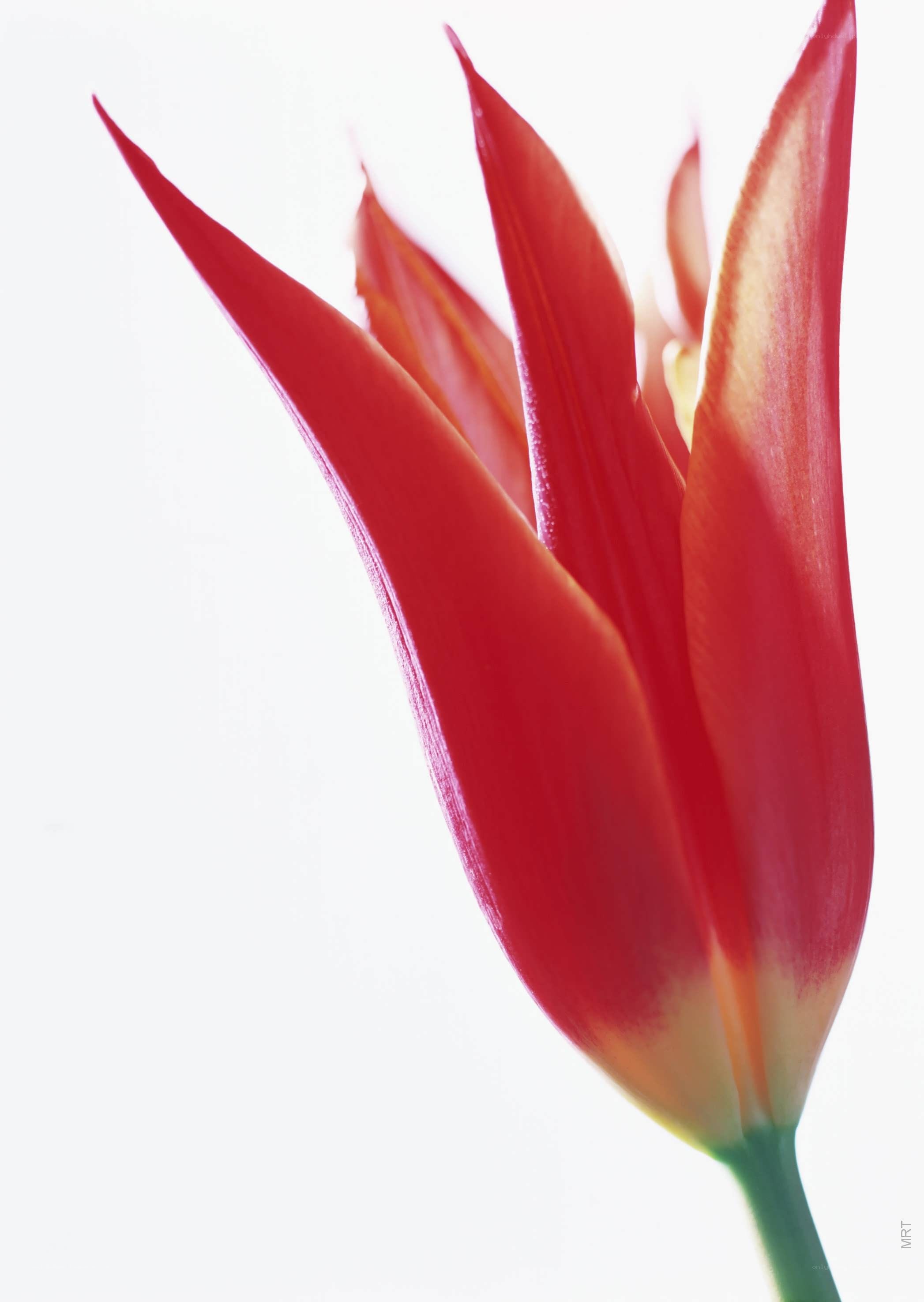 Red tulip in sunlight