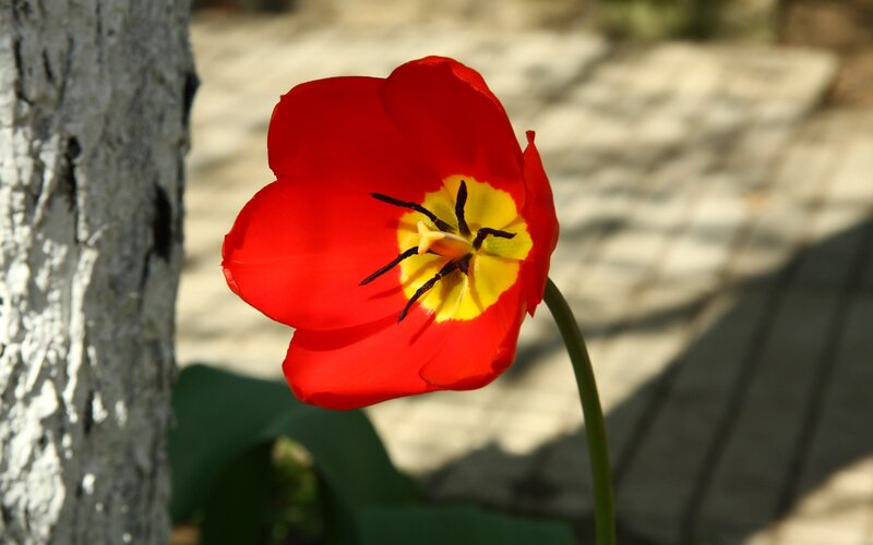 Red tulip in sunlight