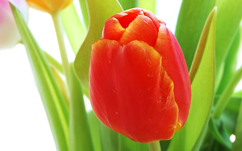 Red tulip in sunlight