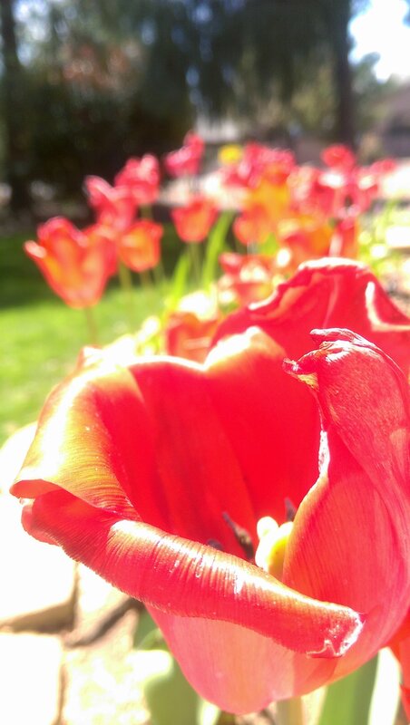 Red Tulip in Sunlight — Bright