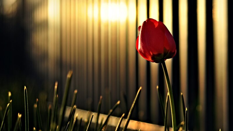 Red Tulip in Sunlight — Dramatic, Sunset, Photograph