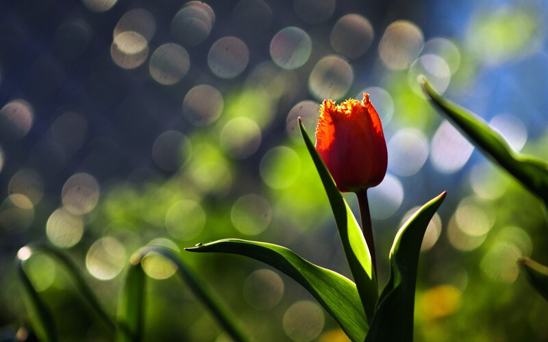 Red Tulip in Sunlight — Serene, Afternoon