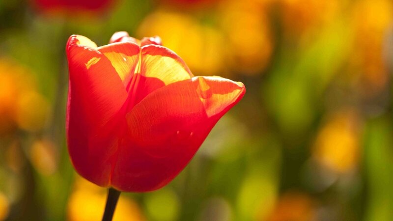 Red Tulip in Sunlight — Serene