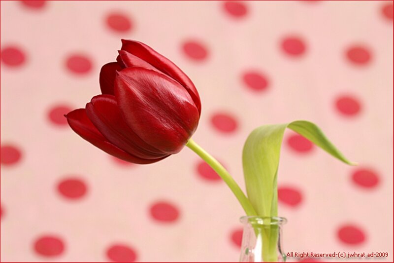 Red Tulip in Vase — Calm