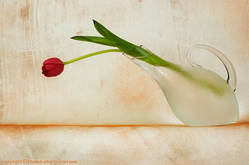 Red Tulip in Vase