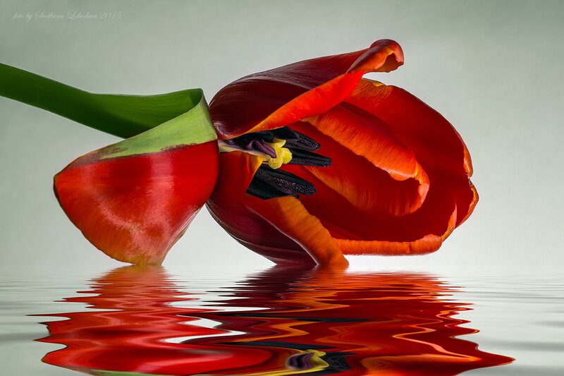 Red Tulip in Water — Serene