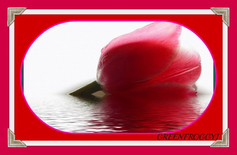 Red Tulip in Water