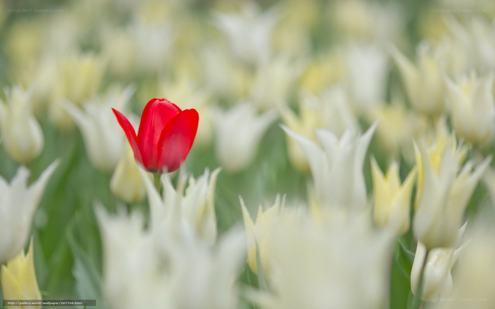 Red tulip in white field