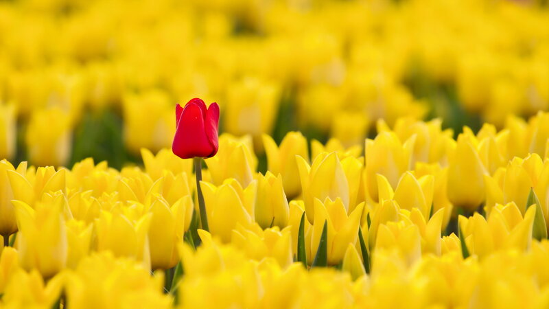 Red Tulip in Yellow Field — Serene