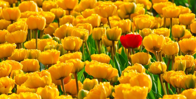 Red Tulip in Yellow Field — Vibrant