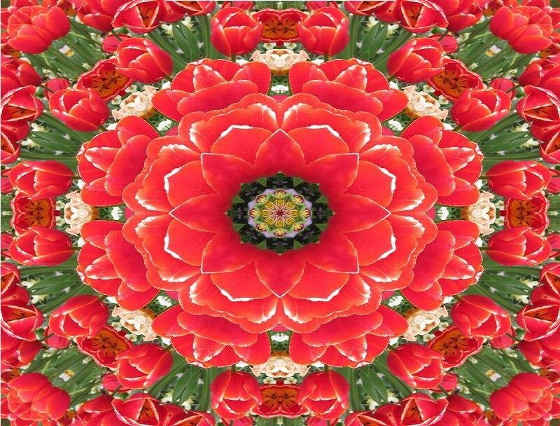 Red Tulip Mandala