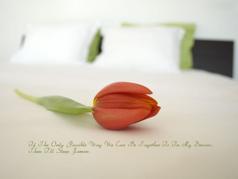 Red Tulip on Bed