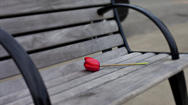 Red Tulip on Bench