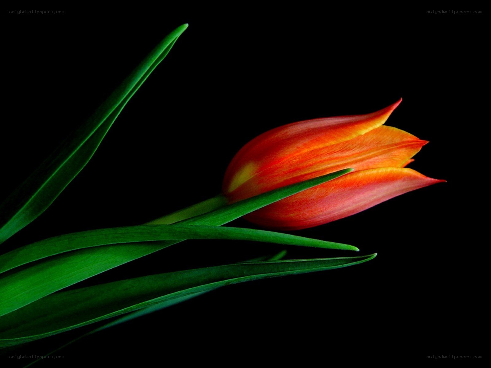 Red tulip on black background