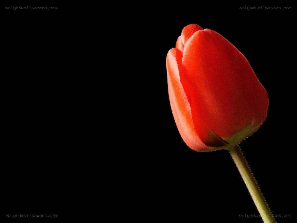 Red tulip on black background