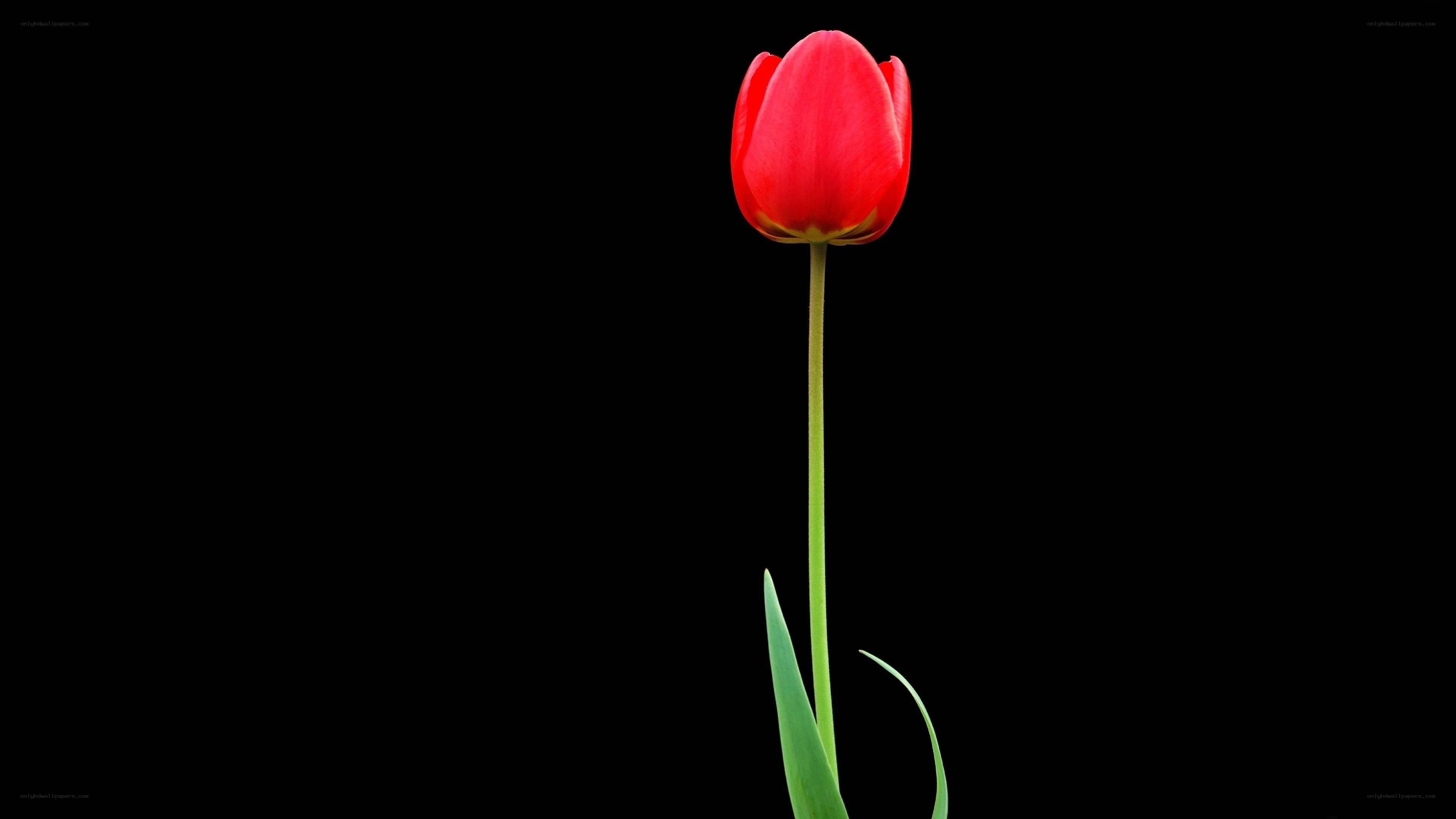 Red tulip on black background