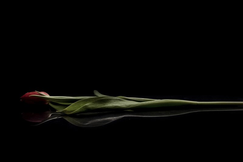 Red Tulip on Black Surface — Dramatic