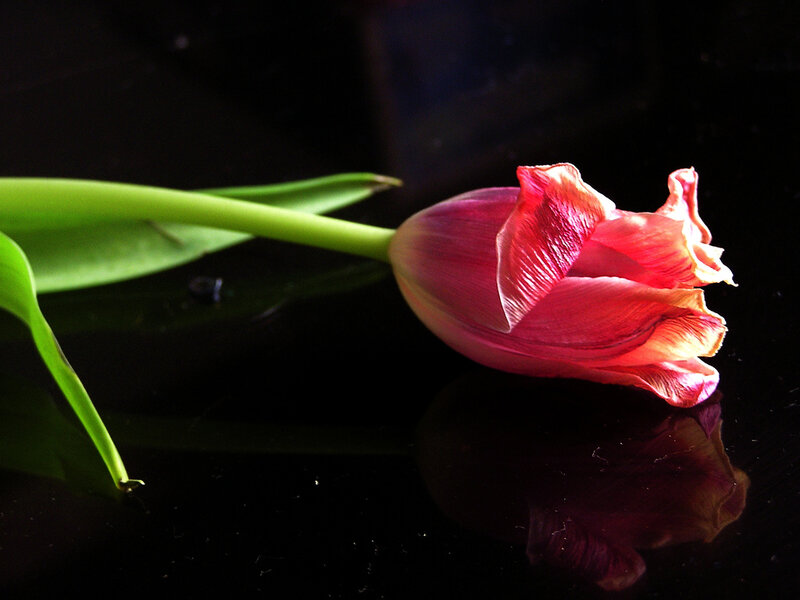 Red Tulip on Black Surface