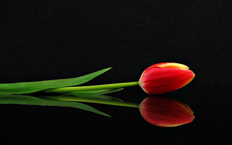 Red Tulip on Black
