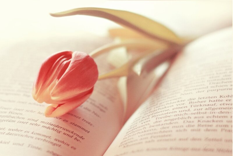 Red Tulip on Book