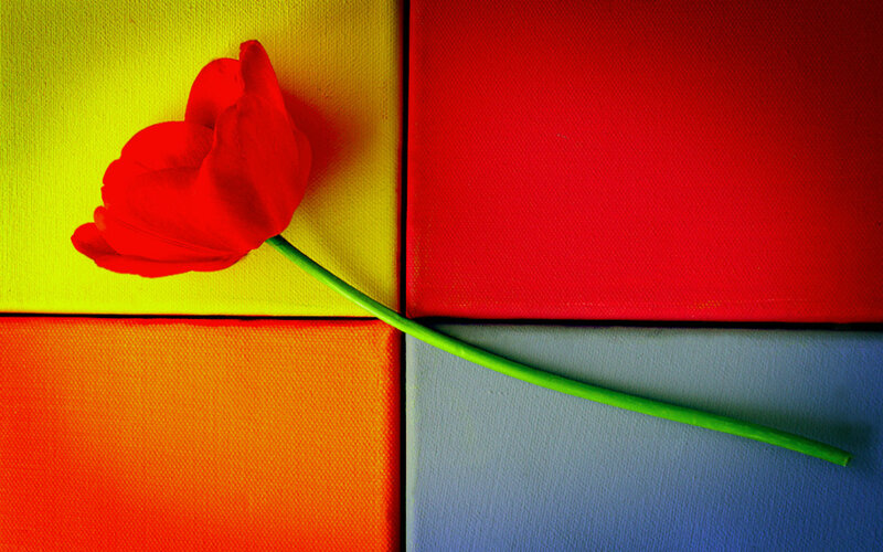 Red Tulip on Colored Squares